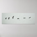 Search for bird flight posters Bald