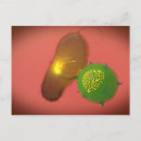 Search for immunology postcards Horizontal