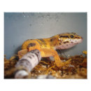 Search for gecko lizard posters Nature
