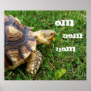 Search for funny turtles posters Cute