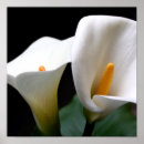 Search for callas art Flowers