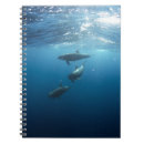 Search for dolphin notebooks Sea