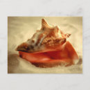 Search for mollusks postcards Beach