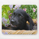 Search for funny lab mousepads Puppy