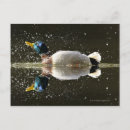 Search for anas postcards Bird