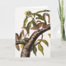 Search for squirrel drawing cards Wildlife