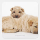 Search for shar pei stickers Domestic animals