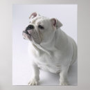 Search for studios posters White