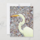 Search for egrets postcards White