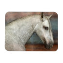 Search for dappled magnets Horse