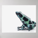 Search for poison dart frog posters Scales