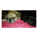 Search for pug mum posters Pets