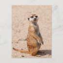 Search for suricates postcards Cute