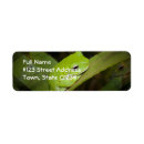 Search for toad return address labels Frog