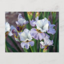Search for white iris postcards Irises