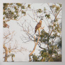 Search for hawk posters Birds