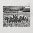 Search for team work postcards Amish