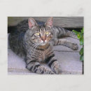 Search for tabbies postcards Kitty