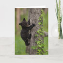 Search for climbing tree postcards Cades cove