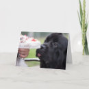 Search for newfoundland dog birthday cards Puppy