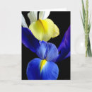 Search for blue iris cards Yellow