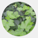 Search for green ivy stickers Plant