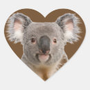 Search for australian bear stickers Koala