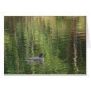Search for common loon Birder