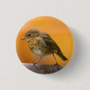 Search for robins badges Wildlife