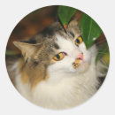 Search for pussycats stickers Feline