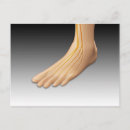 Search for nervous system postcards Tibialis anterior