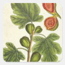 Search for fig stickers Botanical