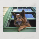 Search for companion postcards Canine