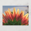 Search for meteorology postcards Nature
