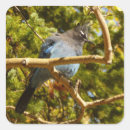 Search for bird tree stickers Jay