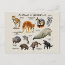 Search for animal postcards koala