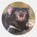 Search for tasmanian devil stickers Nature
