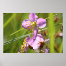 Search for lavendar posters Nature