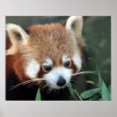 Search for panda posters Environment