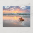 Search for shell beach postcards Seashell