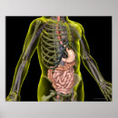 Search for human digestive system posters Torso