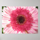 Search for gerberas posters Pink