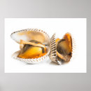 Search for shellfish posters Clam