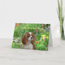 Search for cavalier king charles spaniel cards Cavaliers