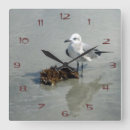 Search for seagull clocks Coast