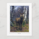 Search for rosas postcards Rosa bonheur