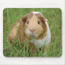 Search for pig mousepads Guinea