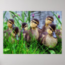 Search for individuality posters Bird