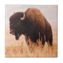 Search for cow and calf tiles Bull