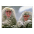 Search for snow monkey Jigokudani